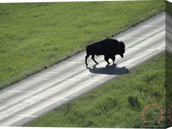 Raymond Gehman A Bison Bull Ambles Across Lamar Valley Road Stretched Canvas Painting / Canvas Art