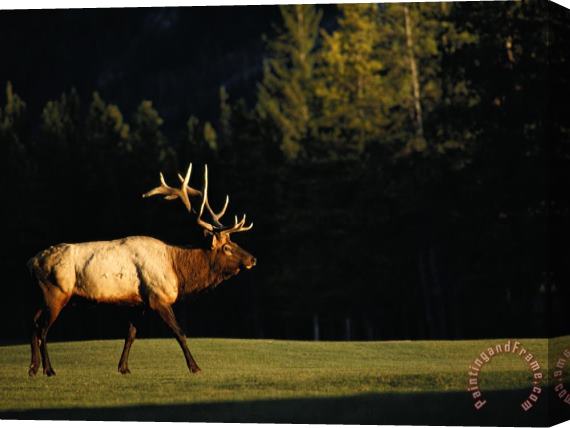 Raymond Gehman A Bull Elk Crosses a Fairway at The Banff Springs Hotel Stretched Canvas Print / Canvas Art