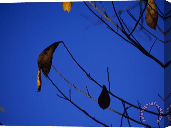 Raymond Gehman A Few Leaves Clinging to Tree Branches in Autumn Stretched Canvas Print / Canvas Art