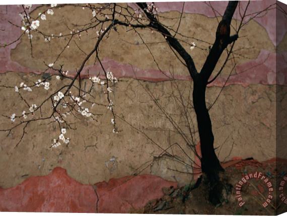 Raymond Gehman A Flowering Plum Tree Against a Wall Near Stretched Canvas Painting / Canvas Art