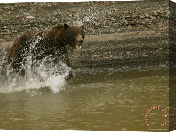 Raymond Gehman A Grizzly Bear Charges Into The Mackenzie River Stretched Canvas Painting / Canvas Art