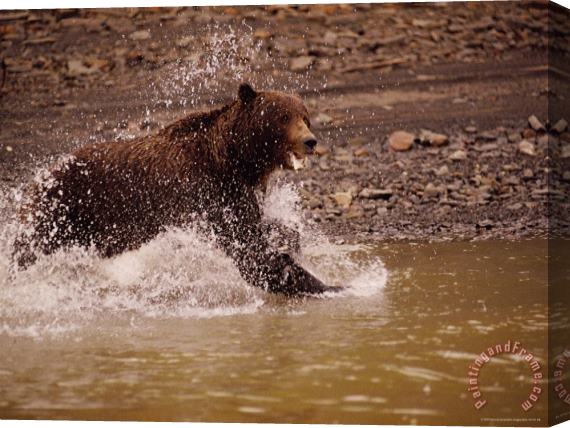 Raymond Gehman A Grizzly Splashes Through The Water Stretched Canvas Painting / Canvas Art