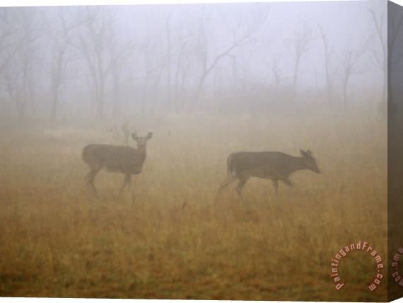 Raymond Gehman A Group of White Tailed Deer Does on a Foggy Morning Stretched Canvas Print / Canvas Art