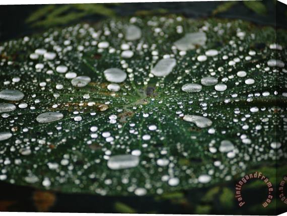 Raymond Gehman A Raindrop Covered Water Lily Floats Amongst Fallen Autumn Leaves in Hematite Lake Stretched Canvas Painting / Canvas Art