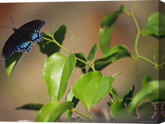 Raymond Gehman A Red Spotted Purple Butterfly Perched on a Twig Stretched Canvas Painting / Canvas Art
