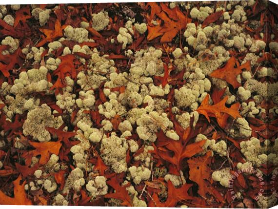 Raymond Gehman A Tumble of Fall Colored Oak Leaves And Reindeer Moss Near Lake Waccamaw Stretched Canvas Painting / Canvas Art