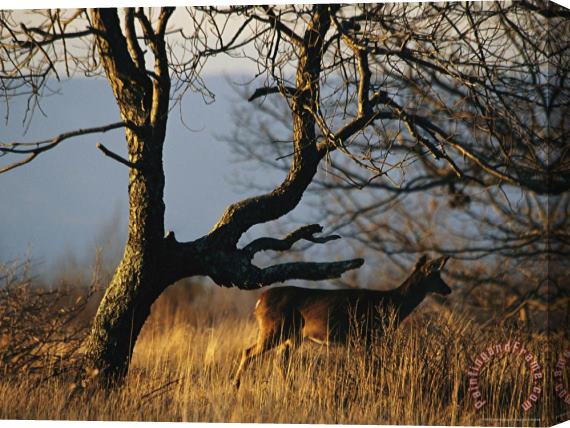Raymond Gehman A White Tailed Deer Standing Near a Bare Tree Stretched Canvas Print / Canvas Art