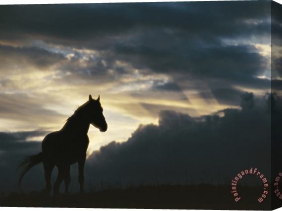 Raymond Gehman A Wild Horse Is Silhouetted by The Setting Sun Under Gathering Storm Clouds Stretched Canvas Painting / Canvas Art