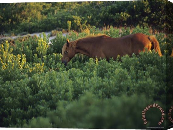 Raymond Gehman A Wild Pony in a Thicket of Brush Stretched Canvas Print / Canvas Art