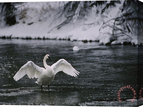 Raymond Gehman Adult Trumpeter Swans Lifting Its Wings on The Snow Banked Madison River Stretched Canvas Painting / Canvas Art