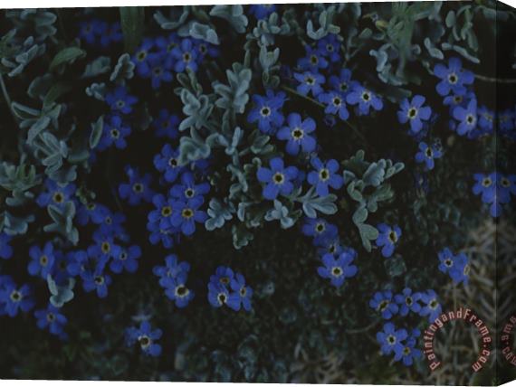 Raymond Gehman Alpine Forget Me Nots Wildflowers Beartooth Wilderness Wyoming Stretched Canvas Painting / Canvas Art