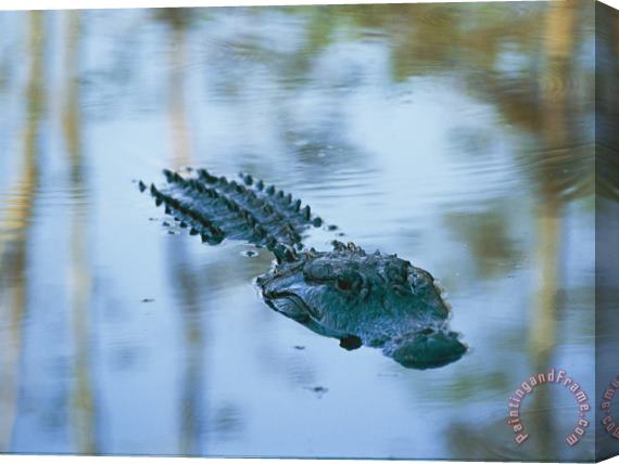 Raymond Gehman An American Alligator Floats Half Submerged in Waters at Brookgreen Gardens Wildlife Park Stretched Canvas Painting / Canvas Art