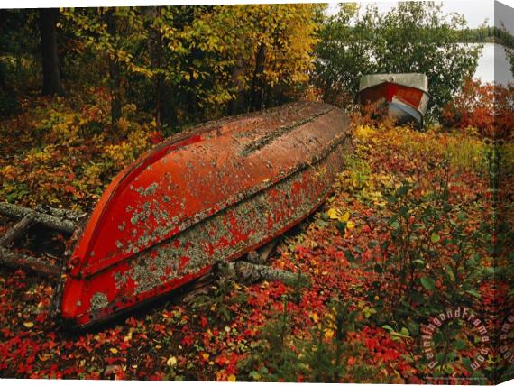 Raymond Gehman An Upturned Rowboat Among Red Osier Dogwoods in Fall Foliage Stretched Canvas Painting / Canvas Art