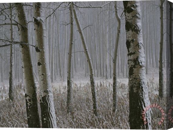 Raymond Gehman Aspen Stand in a Snowstorm Along The Bow Valley Parkway Stretched Canvas Painting / Canvas Art