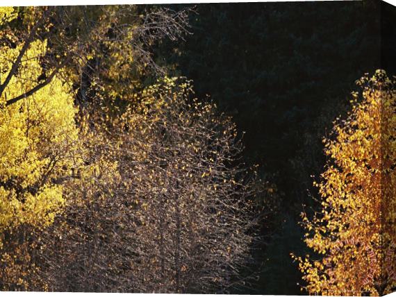 Raymond Gehman Aspens Some Without Leaves Along The Boreal Island Trail Stretched Canvas Painting / Canvas Art