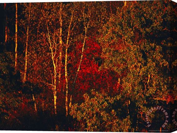 Raymond Gehman Autumn Foliage in The Late Afternoon Light Stretched Canvas Painting / Canvas Art