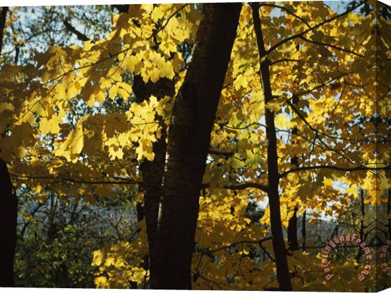 Raymond Gehman Backlit Maple Leaves Glowing Yellow in Autumn Stretched Canvas Painting / Canvas Art