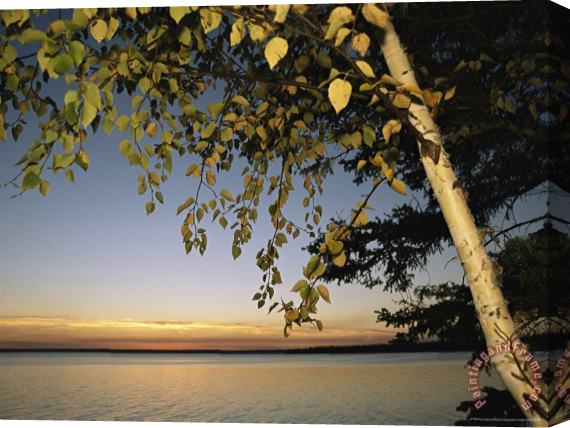 Raymond Gehman Birch Tree Leaves Highlighted at Sunset on Clear Lake Stretched Canvas Painting / Canvas Art