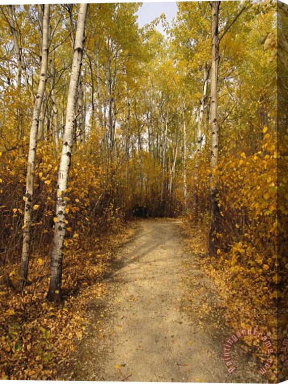 Raymond Gehman Birch Tree Lined Trail in Hecla Grindstone Provincial Park Stretched Canvas Painting / Canvas Art