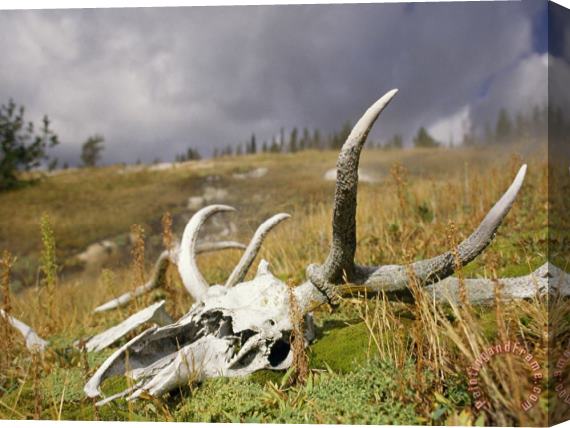 Raymond Gehman Bleached Antlers And Skull in a Mossy Meadow Mark The Demise of a Bull Elk Stretched Canvas Painting / Canvas Art