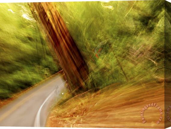 Raymond Gehman Blurred Motion Shot of a Road Running Through a Giant Redwood Forest Stretched Canvas Painting / Canvas Art