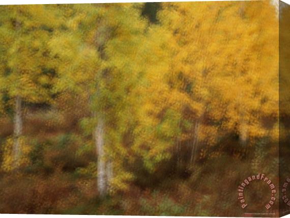 Raymond Gehman Blurred View of Autumn Foliage Along The Mckenzie River Stretched Canvas Print / Canvas Art