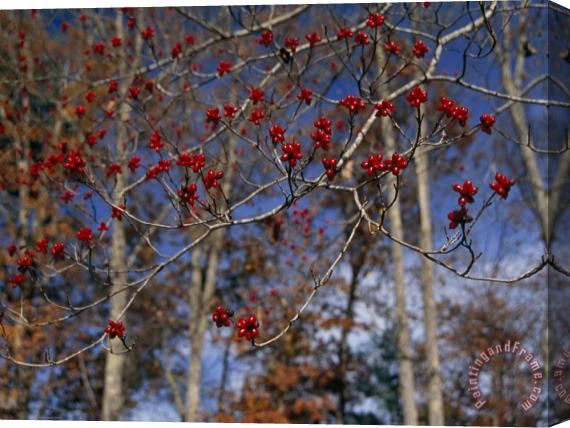 Raymond Gehman Branches of Bright Red Dogwood Berries Stretched Canvas Print / Canvas Art