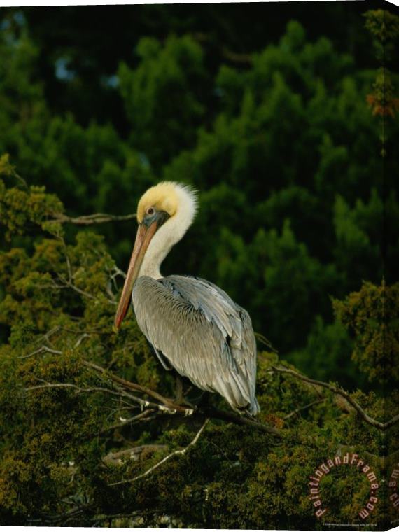 Raymond Gehman Brown Pelican on Tiger Island in Cumberland Sound Stretched Canvas Print / Canvas Art
