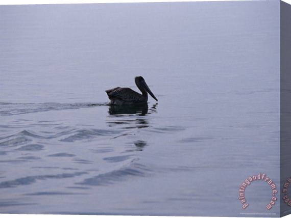 Raymond Gehman Brown Pelican Swimming Along The Water S Surface Stretched Canvas Print / Canvas Art