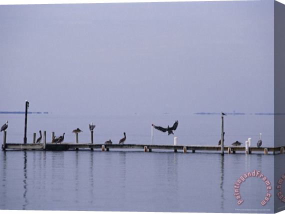 Raymond Gehman Brown Pelicans And Gulls Resting on a Harkers Island Dock Stretched Canvas Print / Canvas Art