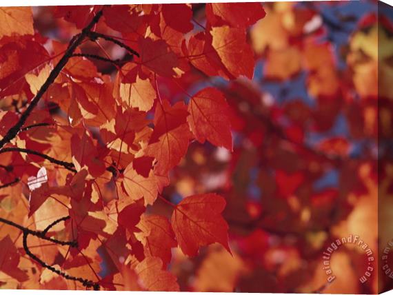 Raymond Gehman Close Up of Autumn Leaves Stretched Canvas Print / Canvas Art