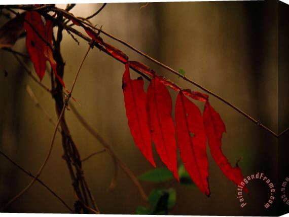 Raymond Gehman Close Up of Sumac Leaves in Autumn Hues Stretched Canvas Print / Canvas Art