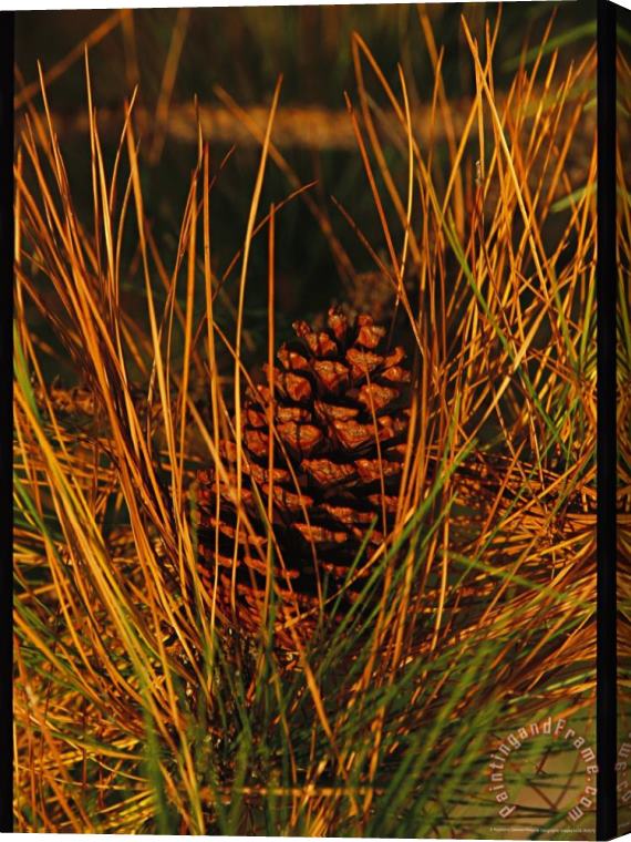 Raymond Gehman Cluster of Long Leaf Pine Needles And Cones Stretched Canvas Print / Canvas Art