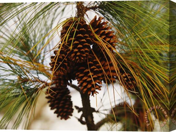 Raymond Gehman Cluster of Long Leaf Pine Needles And Cones Stretched Canvas Print / Canvas Art