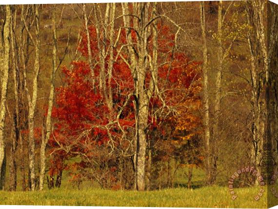 Raymond Gehman Colorful Maple Tree in Autumn Hues in The Tree Line at Field S Edge Stretched Canvas Painting / Canvas Art