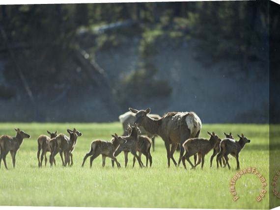Raymond Gehman Cow Elk with Calves Madison River Valley Stretched Canvas Print / Canvas Art