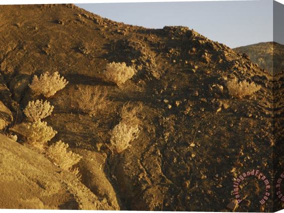 Raymond Gehman Desert Plants in Death Valley National Park California Stretched Canvas Print / Canvas Art