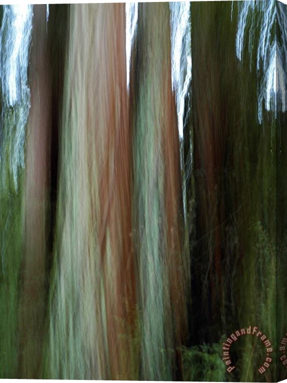 Raymond Gehman Detail of Giant Redwood Tree Trunk And Bark Stretched Canvas Print / Canvas Art