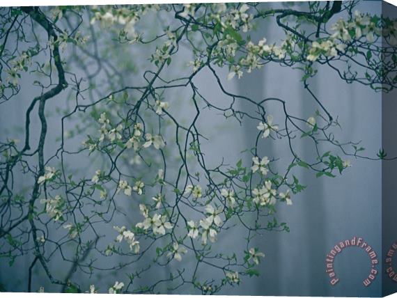Raymond Gehman Dogwood Blossoms in a Foggy Forest Stretched Canvas Painting / Canvas Art