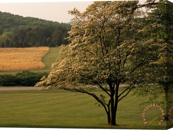 Raymond Gehman Dogwood Tree And Scenic Fields And Meadows Stretched Canvas Painting / Canvas Art