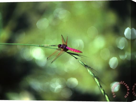 Raymond Gehman Dragonfly Yangdi Valley Guilin Guangxi China Stretched Canvas Print / Canvas Art