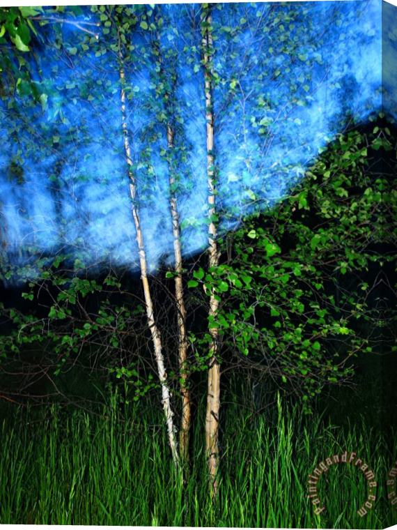 Raymond Gehman Early Summer Leaves of Aspen Trees Stand Out Against a Twilight Sky Stretched Canvas Painting / Canvas Art