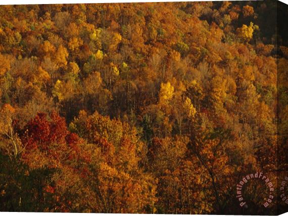 Raymond Gehman Elevated View of Forest Stand of Oaks And Maples in Autumn Hues Stretched Canvas Painting / Canvas Art