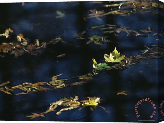 Raymond Gehman Fall Tinged Maple Leaves Float in Water Reflecting The Blue Sky Stretched Canvas Print / Canvas Art