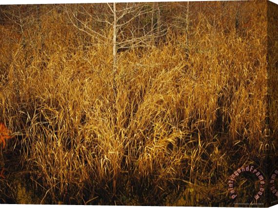 Raymond Gehman Fall View of Wire Grass And Bay Trees on The Edge of Lake Waccamaw Near Lake Waccamaw Stretched Canvas Print / Canvas Art