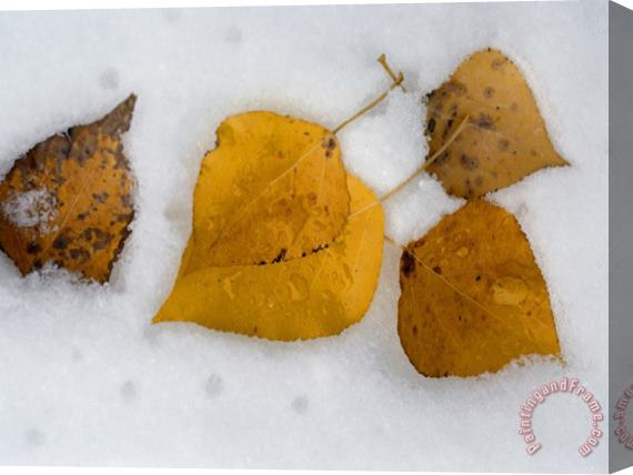 Raymond Gehman Fallen Aspen Leaves in Snow Near Moraine Lake Stretched Canvas Painting / Canvas Art
