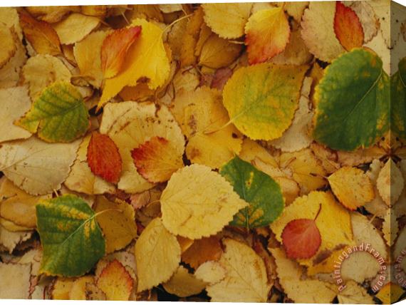 Raymond Gehman Fallen Autumn Leaves Stretched Canvas Print / Canvas Art