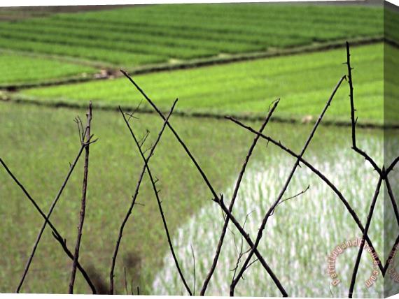 Raymond Gehman Farmers in Rice Fields of Farming Village Yangdi Valley Stretched Canvas Print / Canvas Art