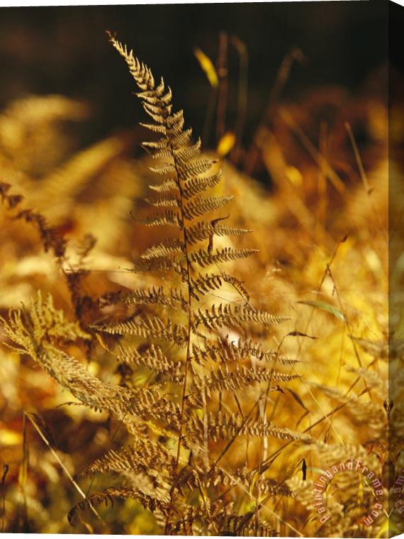 Raymond Gehman Ferns Turned Golden by The Autumn Season Stretched Canvas Painting / Canvas Art