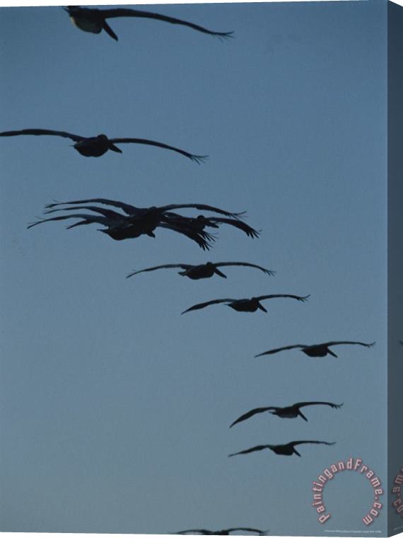 Raymond Gehman Flock of Brown Pelicans Flying in Formation Stretched Canvas Print / Canvas Art